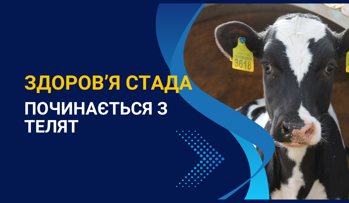 Здоров’я стада починається з телят